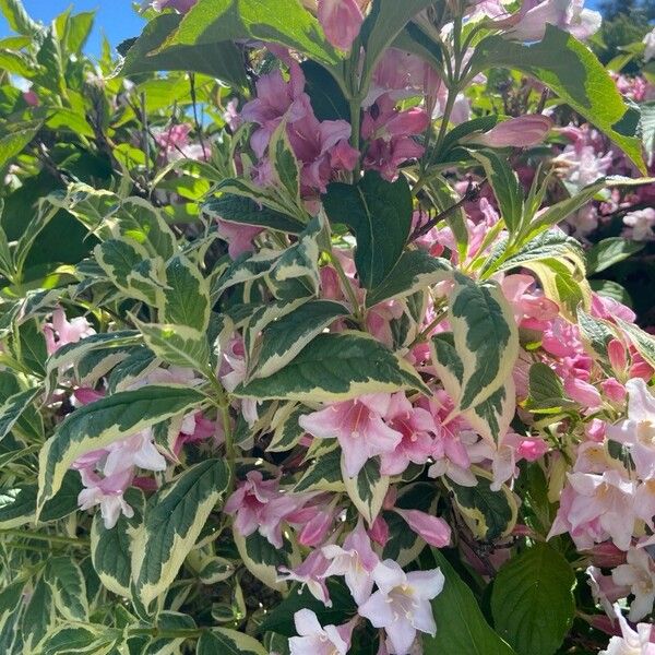 Weigela florida फूल