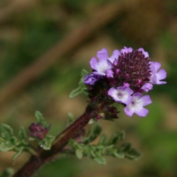 Verbena supina Flors