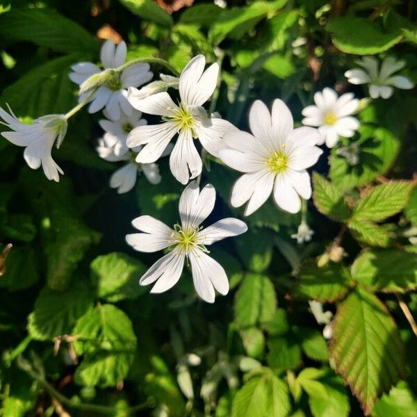 Cerastium tomentosum Blomst