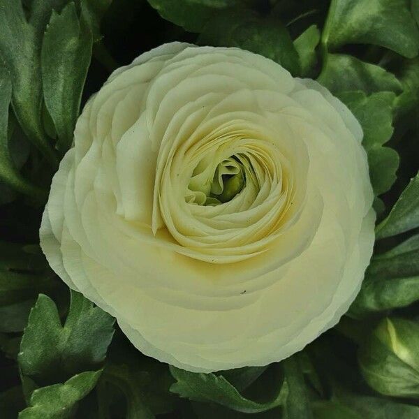 Ranunculus asiaticus Flors