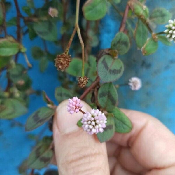 Persicaria capitata Květ