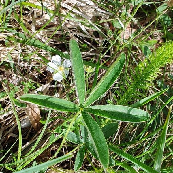 Potentilla alba Frunză