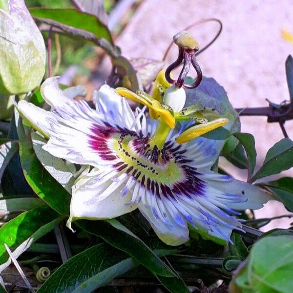 Passiflora caerulea Kwiat