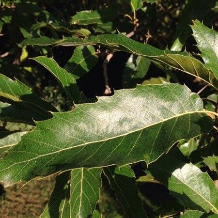 Quercus castaneifolia Leaf