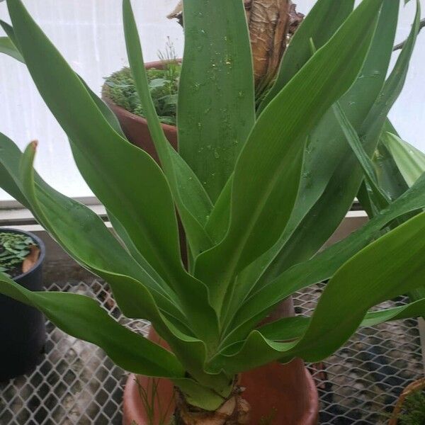 Crinum asiaticum Habit