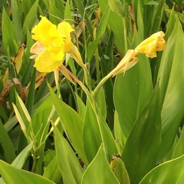 Canna flaccida 花