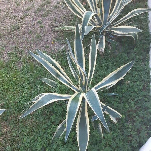 Agave americana 整株植物