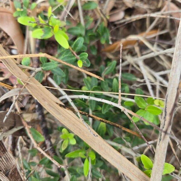 Ilex vomitoria Folha