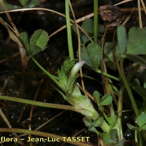 Trifolium ornithopodioides Çiçek