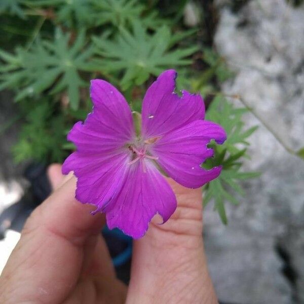 Geranium sanguineum Blomst