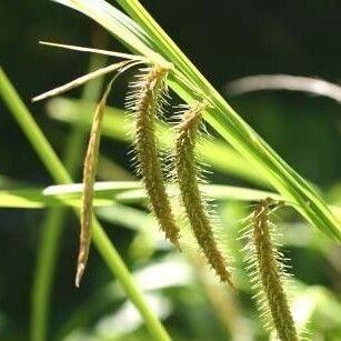 Carex crinita Fruit