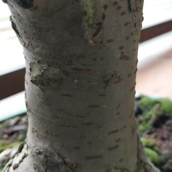 Zelkova serrata Bark