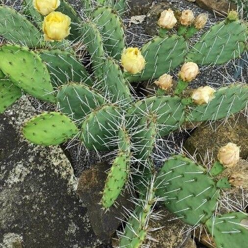 Opuntia phaeacantha Habitat