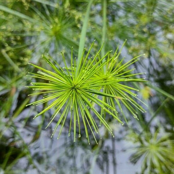 Cyperus haspan Blad