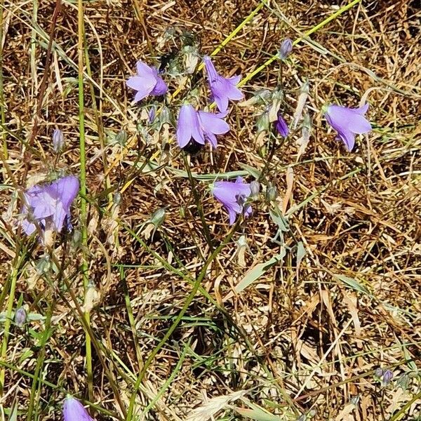 Campanula rotundifolia Habit