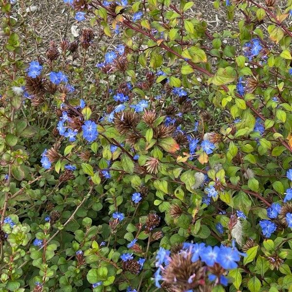 Ceratostigma willmottianum ফুল