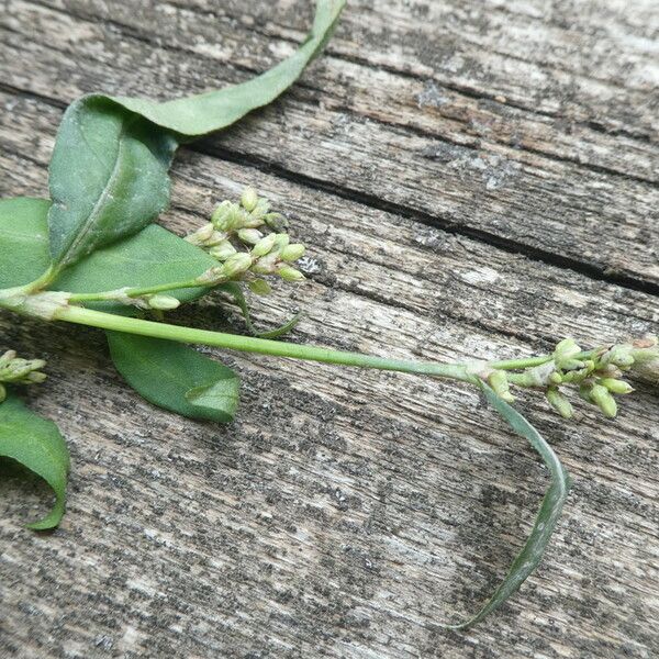 Persicaria hydropiper 叶