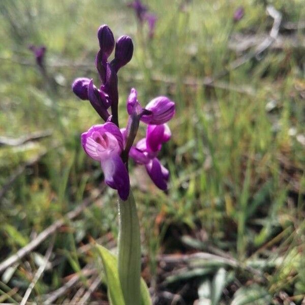 Anacamptis champagneuxii Blomma