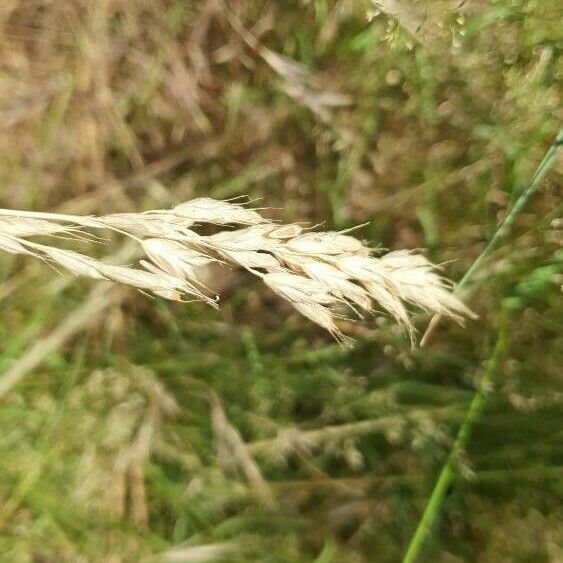 Bromus secalinus Fruto