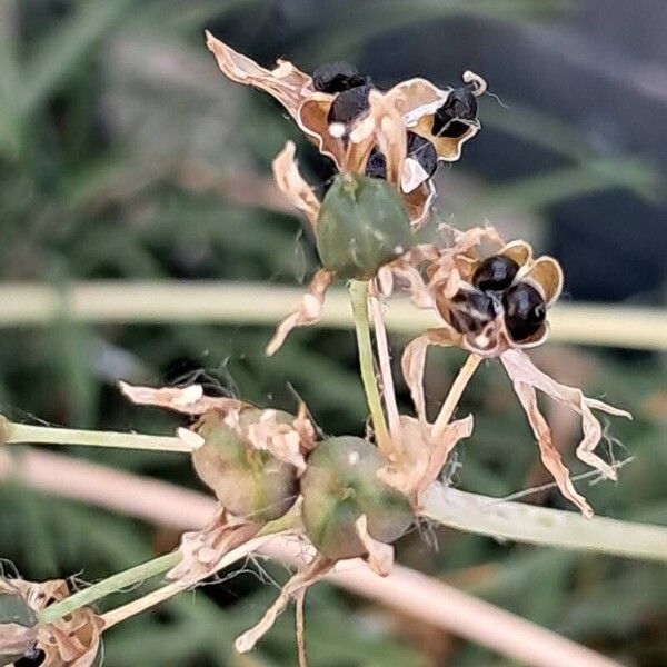 Nothoscordum gracile Fruit