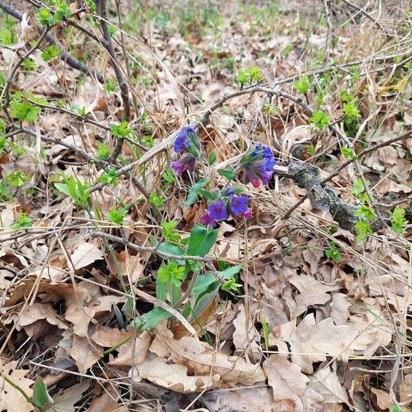 Pulmonaria mollis Habitus