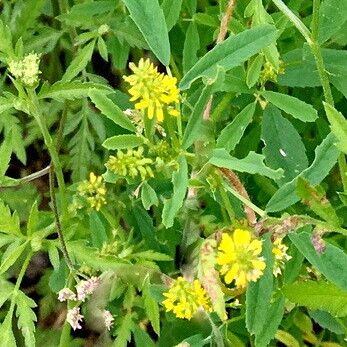 Melilotus indicus Flower