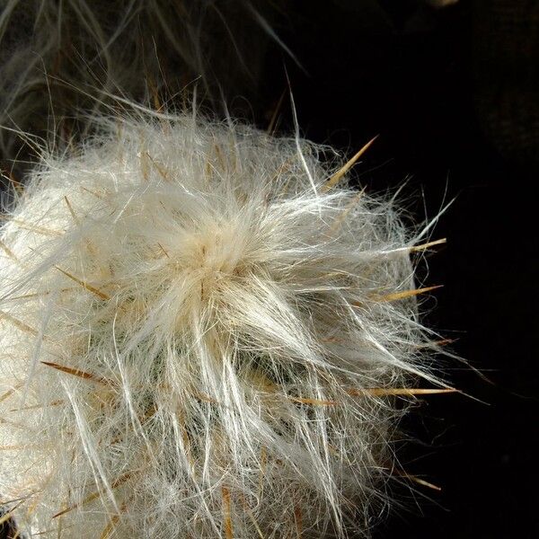 Oreocereus trollii