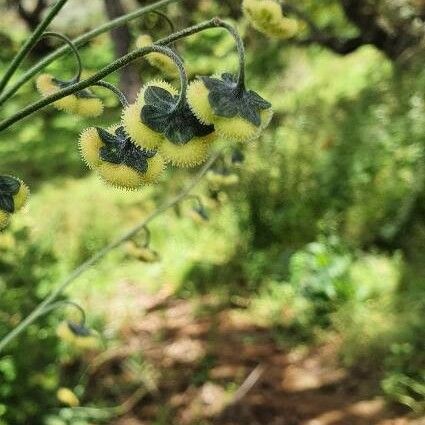 Cynoglossum amplifolium Žiedas