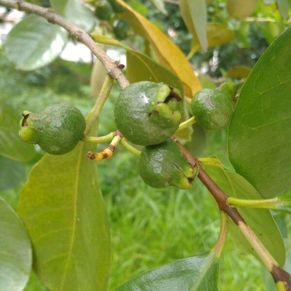 Psidium guineense 果