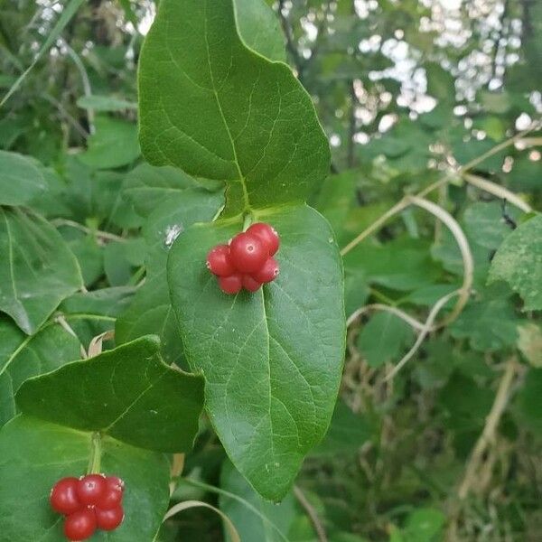 Lonicera dioica Folio