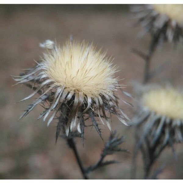 Carlina vulgaris Fruit