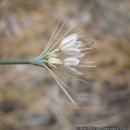 Acanthoscyphus parishii 花