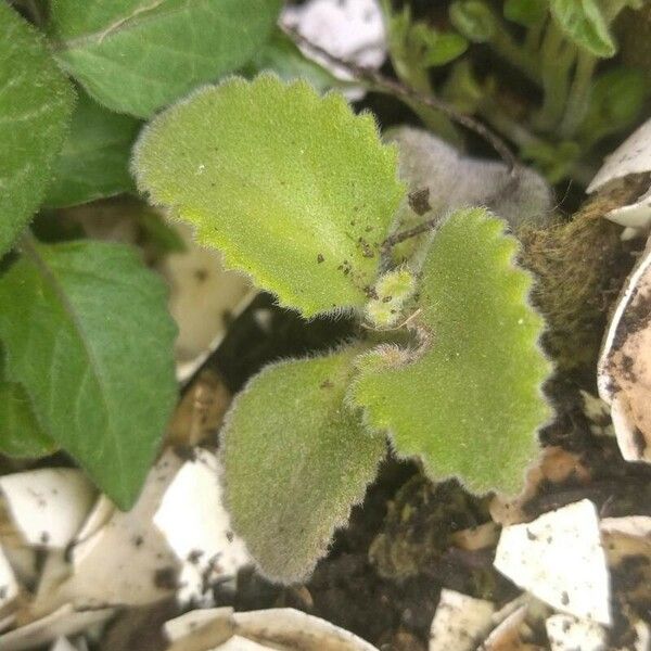 Coleus amboinicus Feuille