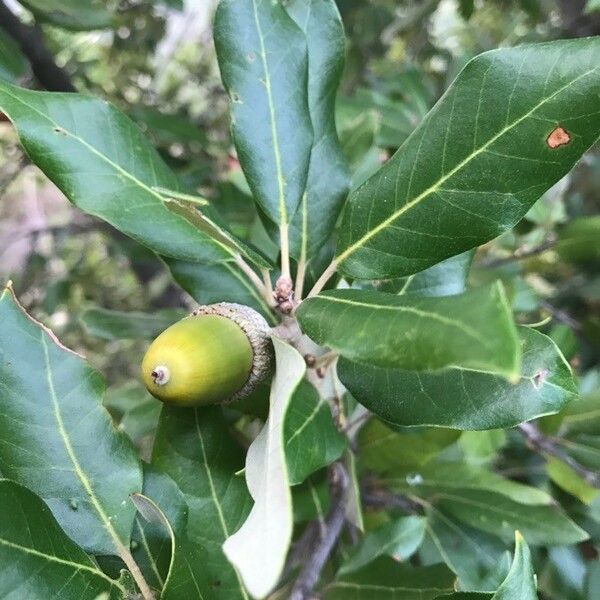 Quercus ilex Fruit