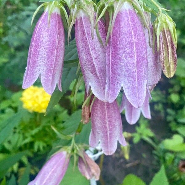 Campanula punctata Costuma