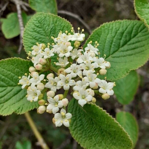 Viburnum lantana Fiore