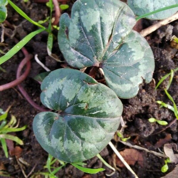 Cyclamen coum Leaf