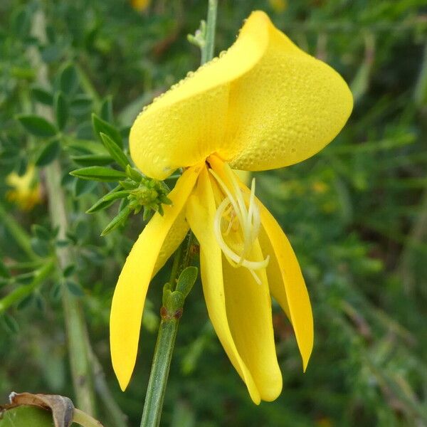 Cytisus scoparius Kukka