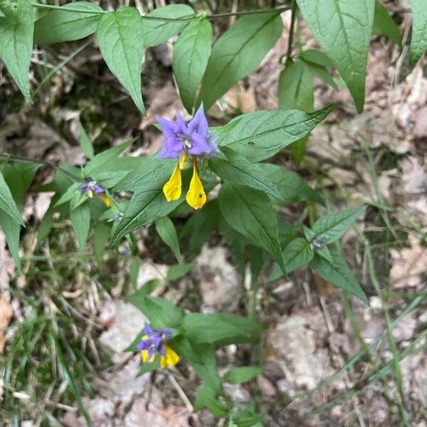 Melampyrum nemorosum Blomma