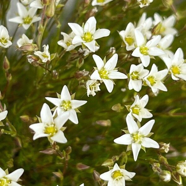 Sabulina verna Flower