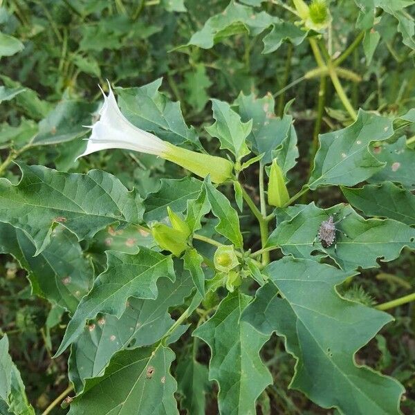 Datura stramonium Flower