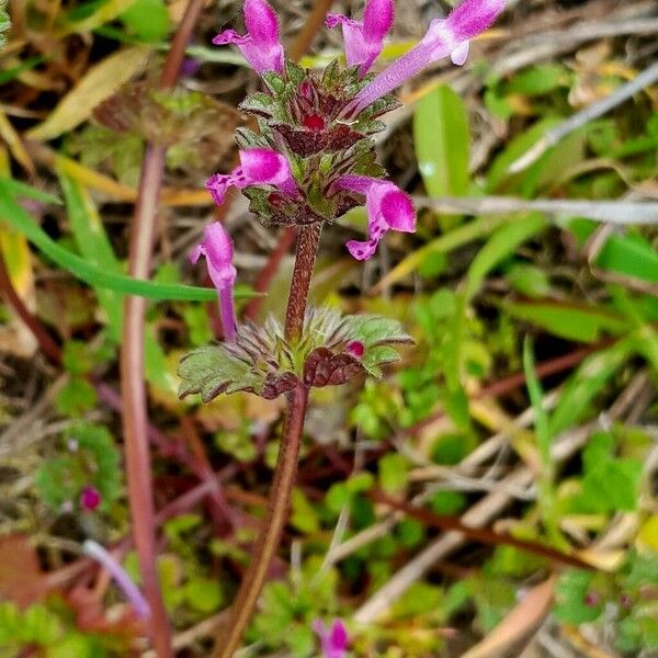 Lamium amplexicaule फूल