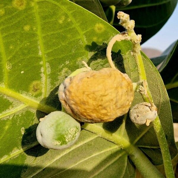 Calotropis procera Frukto