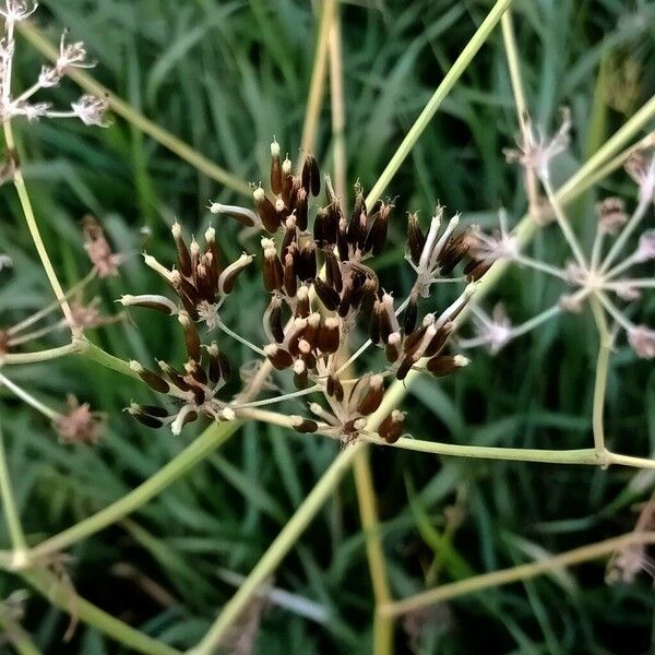 Carum carvi Flower