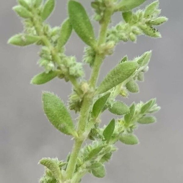 Herniaria hirsuta Leaf