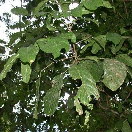 Guarea rhopalocarpa