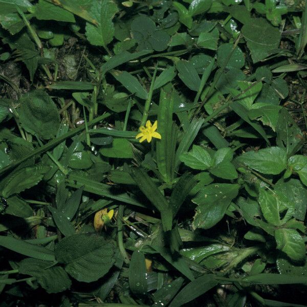 Hypoxis decumbens Hàbitat