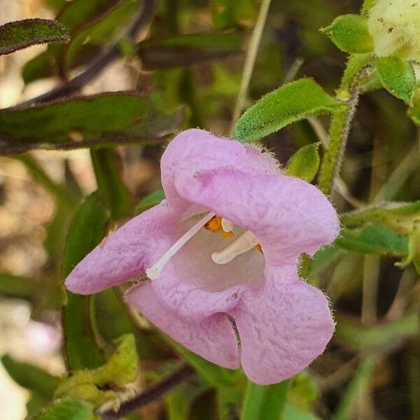 Sesamum angolense Květ