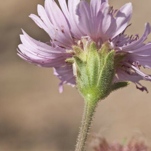 Palafoxia hookeriana Flor