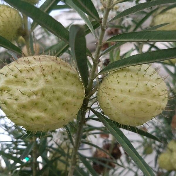 Gomphocarpus physocarpus ফল